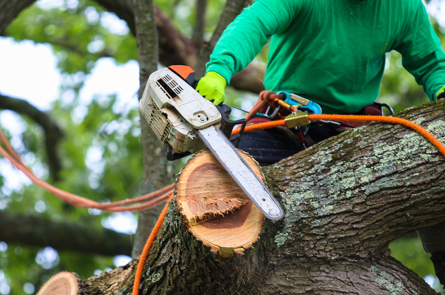 Trimming With Care: Tree Pruning Services For Healthy Trees - Year Tearm