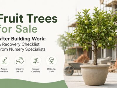 Fruit Trees for Sale After Building Work